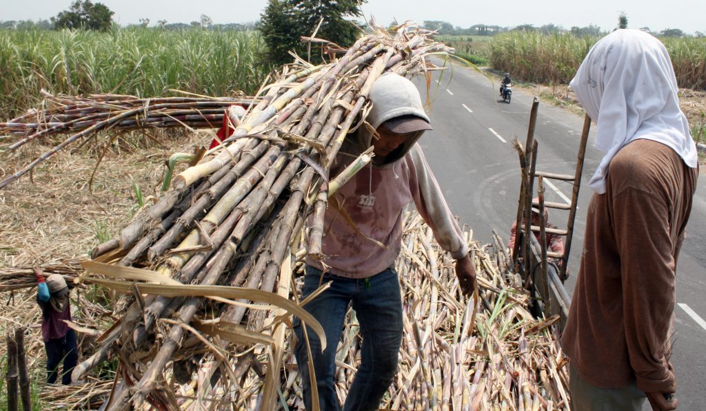 Buruh tani membawah tebu hasil panen ke atas truk saat panen di kawasan Ngasem, Kabupaten Kediri, Jawa Timur