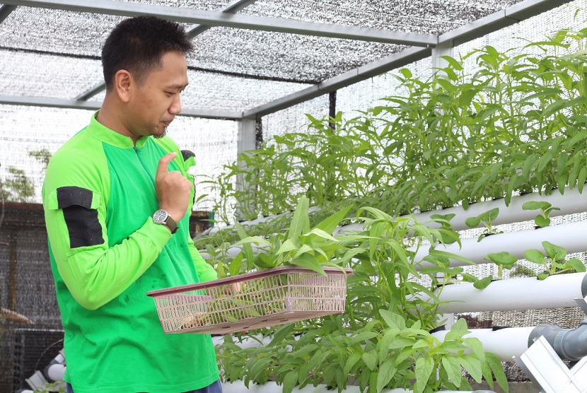 Dompet Dhuafa Riau Panen ‘Kebun Pangan’ di Rooftop Kantor