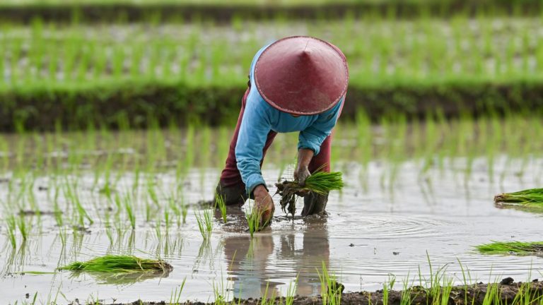 de-risking agrikultur