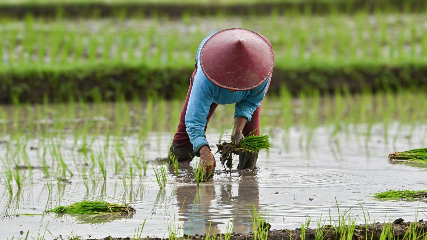de-risking agrikultur