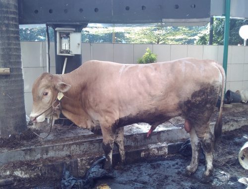 Kapolri Dan Megawati Percayakan Kurbannya Di NU Care-lAZISNU