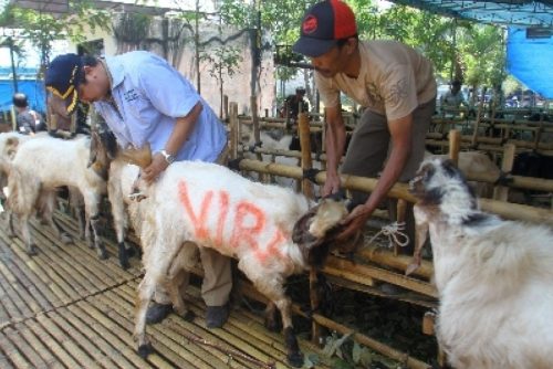 LAZ Al-azhar Opitimis Qurban Tahun Ini Naik 30 Persen
