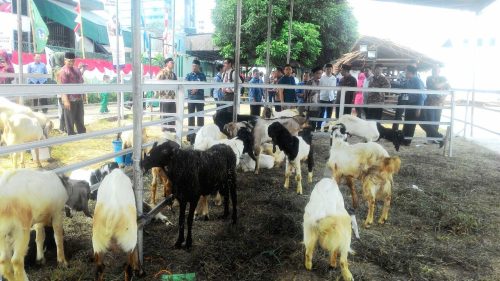 Peresmian pasar qurban 13